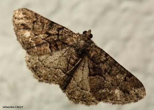 Réf. 95 970 : Peribatodes ilicaria