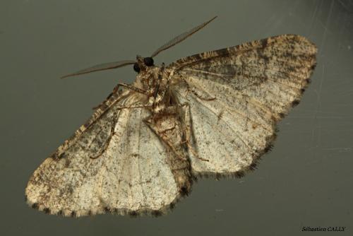 Réf. 95 971 : Peribatodes ilicaria