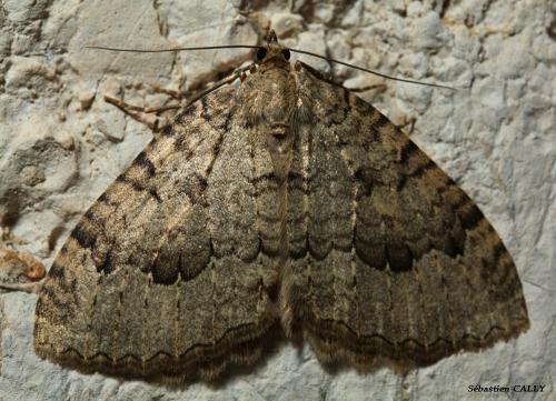 Triphosa tauteli