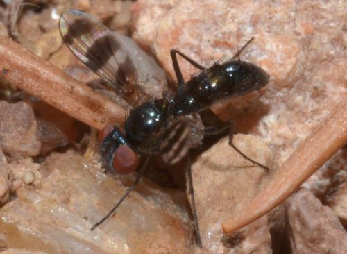 Réf. 95 303 : Plesina phalerata