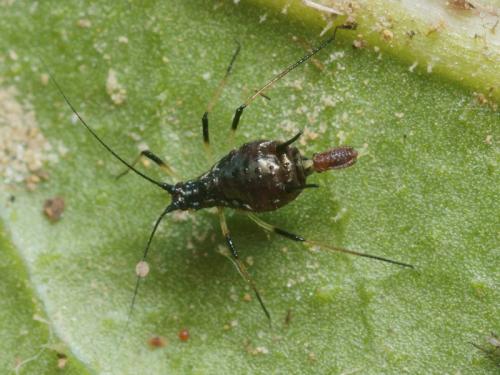 Uroleucon sp.