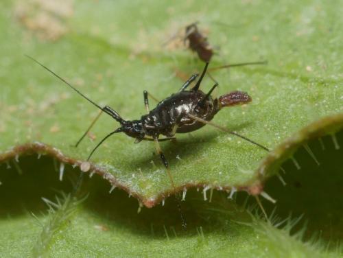 Uroleucon sp.