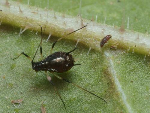 Uroleucon sp.