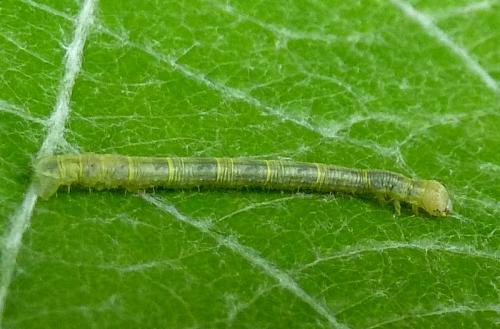 Parectropis similaria