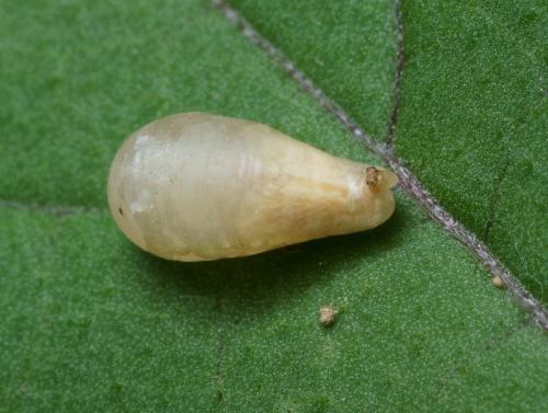 Episyrphus balteatus