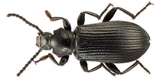Réf. 95 949 : Goniadera oculata
