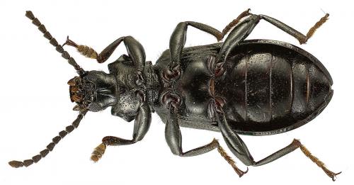Réf. 95 950 : Goniadera oculata
