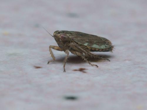 Réf. 95 913 : Euscelis incisus