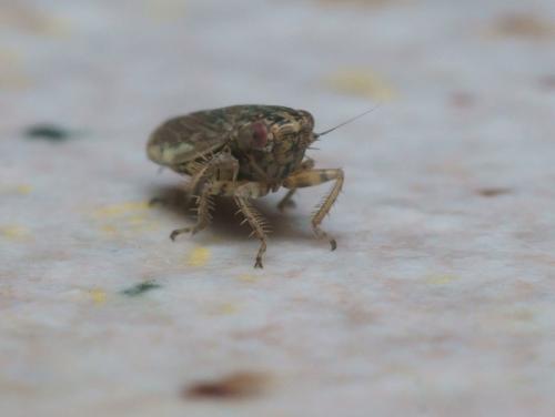 Réf. 95 914 : Euscelis incisus