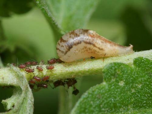 Episyrphus balteatus