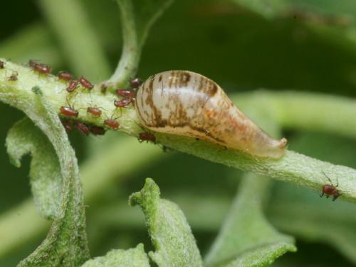 Episyrphus balteatus