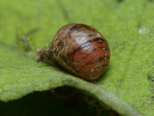 Réf. 95 628 : Episyrphus balteatus