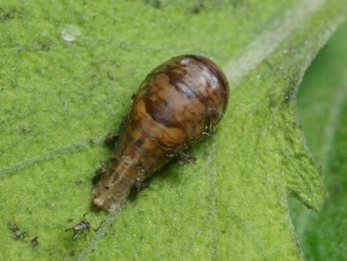 Episyrphus balteatus