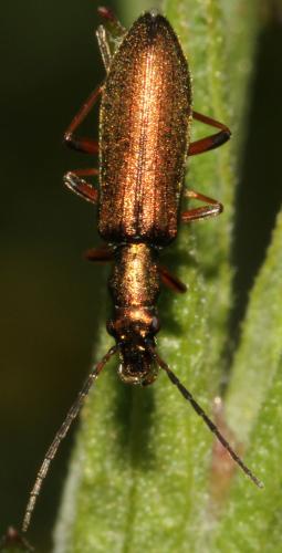 Réf. 95 337 : Chrysanthia geniculata