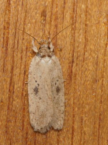 Réf. 95 236 : Agonopterix subpropinquella