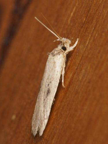 Réf. 95 237 : Agonopterix subpropinquella