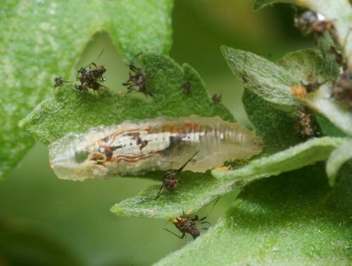 Réf. 95 617 : Episyrphus balteatus