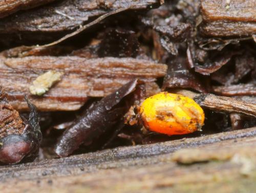 Timarcha nicaeensis