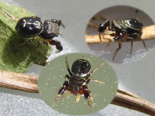 Harmochirus brachiatus