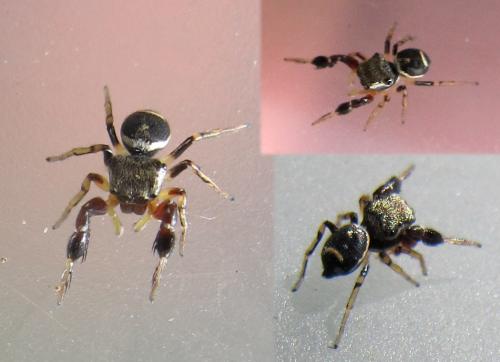 Harmochirus brachiatus