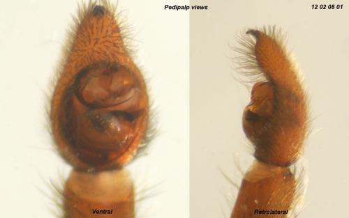 Trochosa hispanica