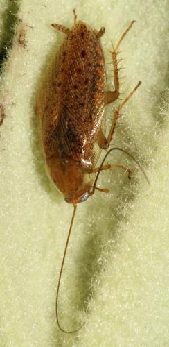 Réf. 95 369 : Ectobius pallidus