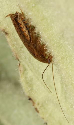 Ectobius pallidus