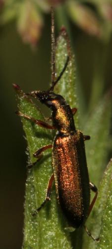 Réf. 95 336 : Chrysanthia geniculata