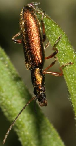 Réf. 95 338 : Chrysanthia geniculata