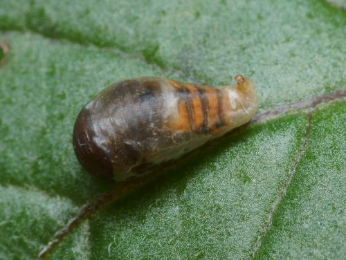 Episyrphus balteatus