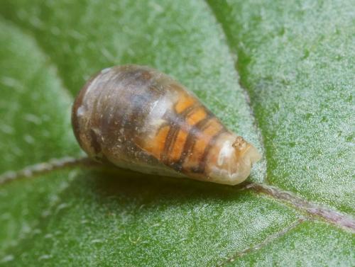 Réf. 95 625 : Episyrphus balteatus