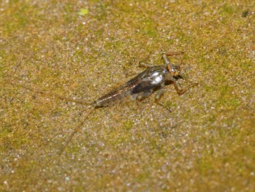 Baetis alpinus
