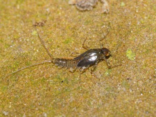 Baetis alpinus