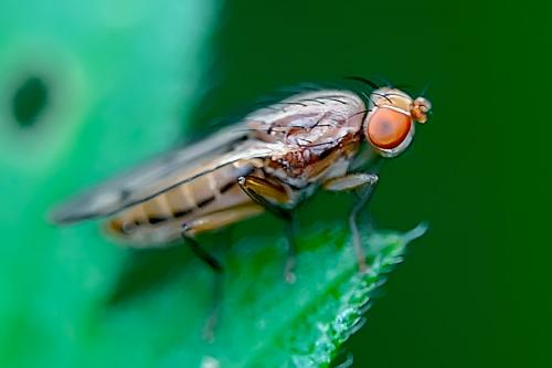 Opomyza petrei