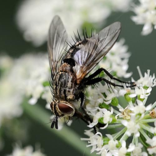 Linnaemya sp.