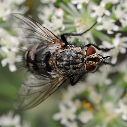 Linnaemya sp.