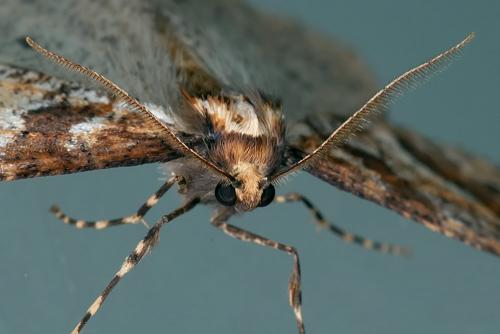 Erannis defoliaria