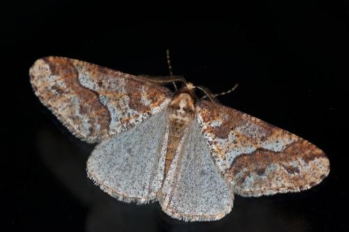 Erannis defoliaria