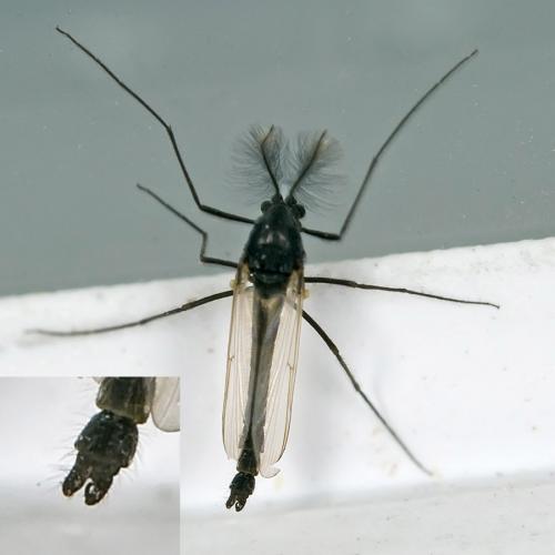 Réf. 95 181 : Orthocladiinae inconnu