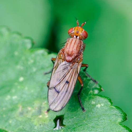 Tetanocera sp.
