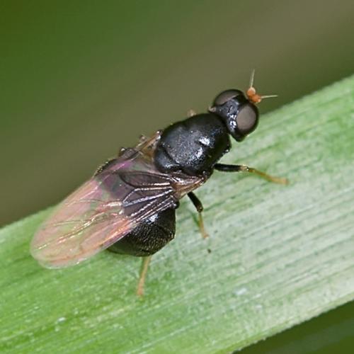 Pachygaster atra
