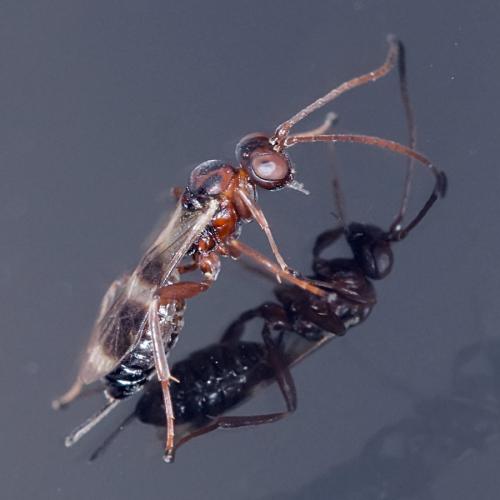 Réf. 95 877 : Cryptinae inconnu