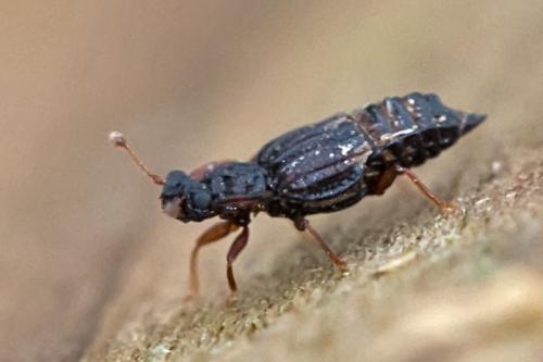 Réf. 95 845 : Micropeplus sp.