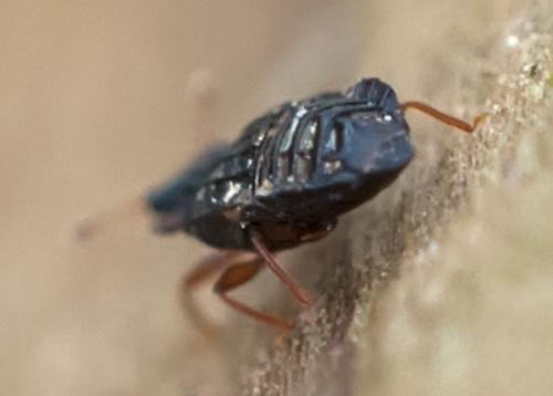 Réf. 95 847 : Micropeplus sp.