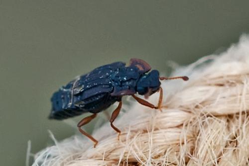 Réf. 95 833 : Micropeplus sp.