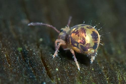 Dicyrtomina ornata