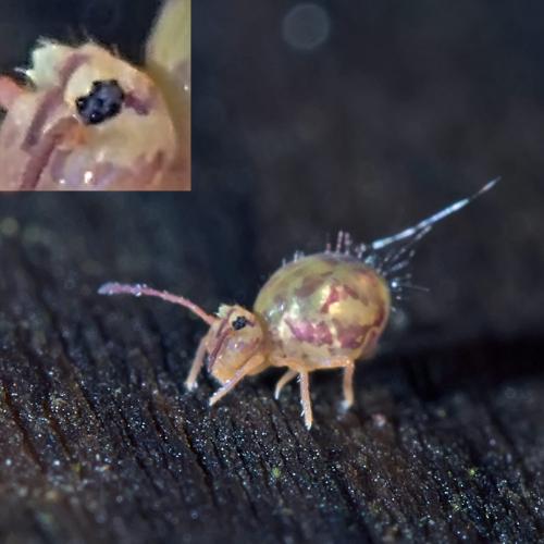 Dicyrtomina ornata