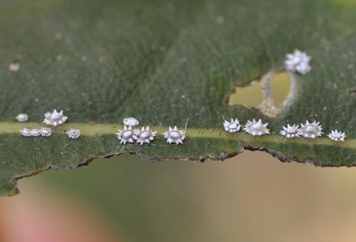 Réf. 95 705 : Ceroplastes sp.