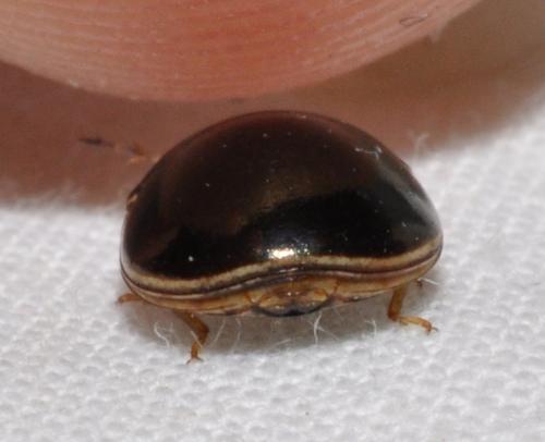 Brachyplatys sp.