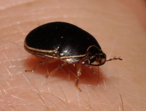 Brachyplatys sp.